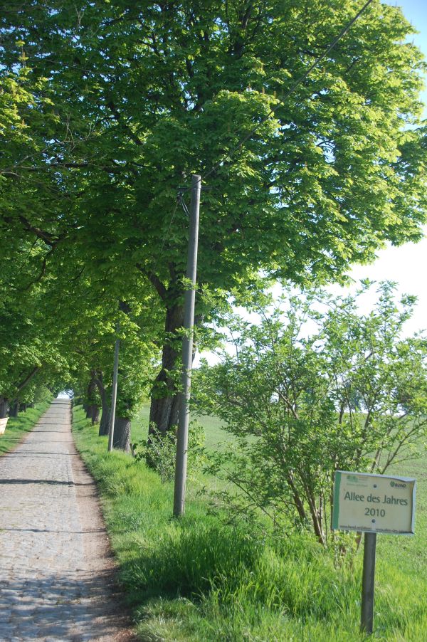 Kastanienallee Einfamilienhaus S�dm�ritz